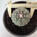 MATRIZ ASTROPHYTUM ASTERIAS Nº 631 – vaso 15