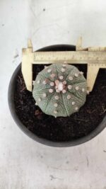 MATRIZ ASTROPHYTUM ASTERIAS Nº 631 – vaso 15