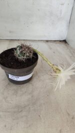 CACTOS  Nº 100 – vaso 11 - Imagem 3