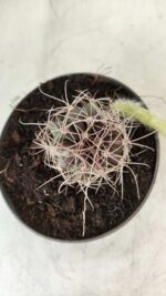 CACTOS  Nº 100 – vaso 11 - Imagem 6