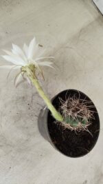 CACTOS  Nº 100 – vaso 11 - Imagem 5