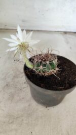 CACTOS  Nº 100 – vaso 11 - Imagem 4