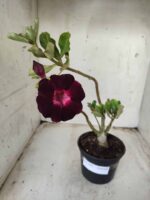 Planta Dobrada 2446 – 30cm – 02 anos