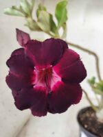 Planta Dobrada 2446 – 30cm – 02 anos - Imagem 3