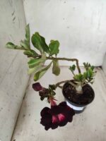 Planta Dobrada 2446 – 30cm – 02 anos - Imagem 4