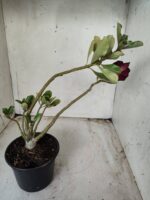 Planta Dobrada 2446 – 30cm – 02 anos - Imagem 5