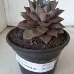 ECHEVERIA "PURPUSORUM"  Nº 25 - vaso 15
