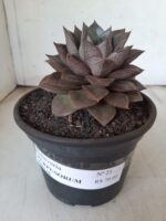 ECHEVERIA "PURPUSORUM"  Nº 25 - vaso 15
