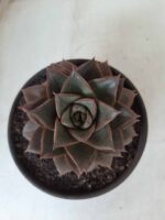 ECHEVERIA "PURPUSORUM"  Nº 25 - vaso 15 - Imagem 10