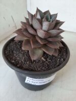ECHEVERIA "PURPUSORUM"  Nº 25 - vaso 15 - Imagem 8
