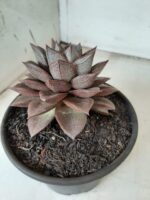 ECHEVERIA "PURPUSORUM"  Nº 25 - vaso 15 - Imagem 7