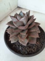 ECHEVERIA "PURPUSORUM"  Nº 25 - vaso 15 - Imagem 6