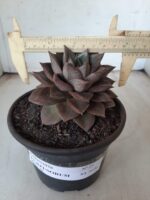 ECHEVERIA "PURPUSORUM"  Nº 25 - vaso 15 - Imagem 4