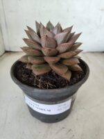 ECHEVERIA "PURPUSORUM"  Nº 26 - vaso 15