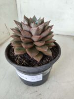 ECHEVERIA "PURPUSORUM"  Nº 26 - vaso 15 - Imagem 11