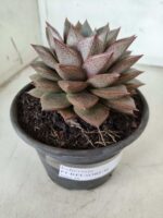 ECHEVERIA "PURPUSORUM"  Nº 26 - vaso 15 - Imagem 10