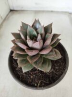 ECHEVERIA "PURPUSORUM"  Nº 26 - vaso 15 - Imagem 9