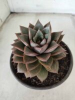 ECHEVERIA "PURPUSORUM"  Nº 26 - vaso 15 - Imagem 8