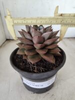 ECHEVERIA "PURPUSORUM"  Nº 26 - vaso 15 - Imagem 4