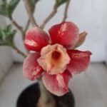 ENXERTO 11627 – 30cm (cor LM 330)