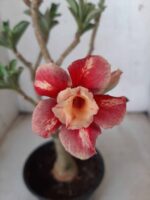 ENXERTO 11627 – 30cm (cor LM 330)