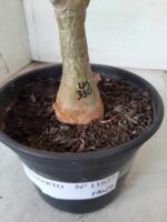 ENXERTO 11627 – 30cm (cor LM 330) - Imagem 9