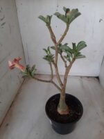 ENXERTO 11627 – 30cm (cor LM 330) - Imagem 8