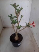 ENXERTO 11627 – 30cm (cor LM 330) - Imagem 7