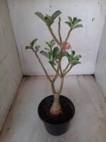 ENXERTO 11627 – 30cm (cor LM 330) - Imagem 6