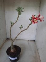 ENXERTO 11631 – 30cm (cor LM 330) - Imagem 2