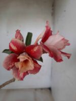 ENXERTO 11631 – 30cm (cor LM 330)