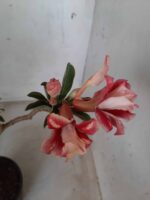 ENXERTO 11631 – 30cm (cor LM 330) - Imagem 6