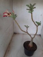 ENXERTO 11631 – 30cm (cor LM 330) - Imagem 3