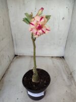 ENXERTO 11645 – 25cm (cor LM 606) - Imagem 2