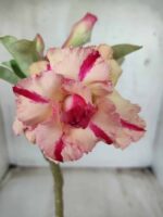 ENXERTO 11645 – 25cm (cor LM 606)