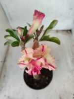 ENXERTO 11645 – 25cm (cor LM 606) - Imagem 3