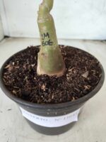 ENXERTO 11645 – 25cm (cor LM 606) - Imagem 6