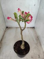 ENXERTO 11645 – 25cm (cor LM 606) - Imagem 5