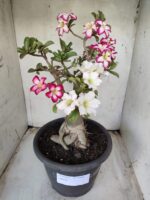 ENXERTO 11646 – 35cm ( 3 cores de MINI) - Imagem 2