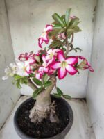 ENXERTO 11646 – 35cm ( 3 cores de MINI) - Imagem 9