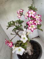 ENXERTO 11646 – 35cm ( 3 cores de MINI) - Imagem 8