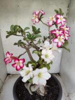 ENXERTO 11646 – 35cm ( 3 cores de MINI) - Imagem 6