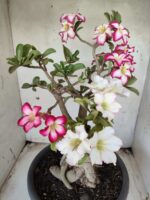 ENXERTO 11646 – 35cm ( 3 cores de MINI)