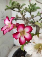 ENXERTO 11646 – 35cm ( 3 cores de MINI) - Imagem 4