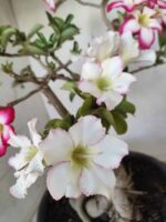 ENXERTO 11646 – 35cm ( 3 cores de MINI) - Imagem 3