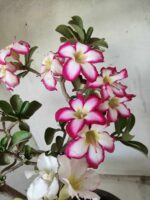 ENXERTO 11646 – 35cm ( 3 cores de MINI) - Imagem 5