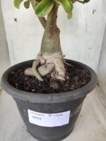 ENXERTO 11646 – 35cm ( 3 cores de MINI) - Imagem 7