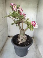 ENXERTO 11646 – 35cm ( 3 cores de MINI) - Imagem 11