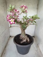 ENXERTO 11646 – 35cm ( 3 cores de MINI) - Imagem 10