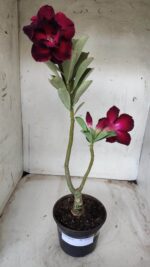 ENXERTO 11649 – 35cm (cor LM 548) - Imagem 5